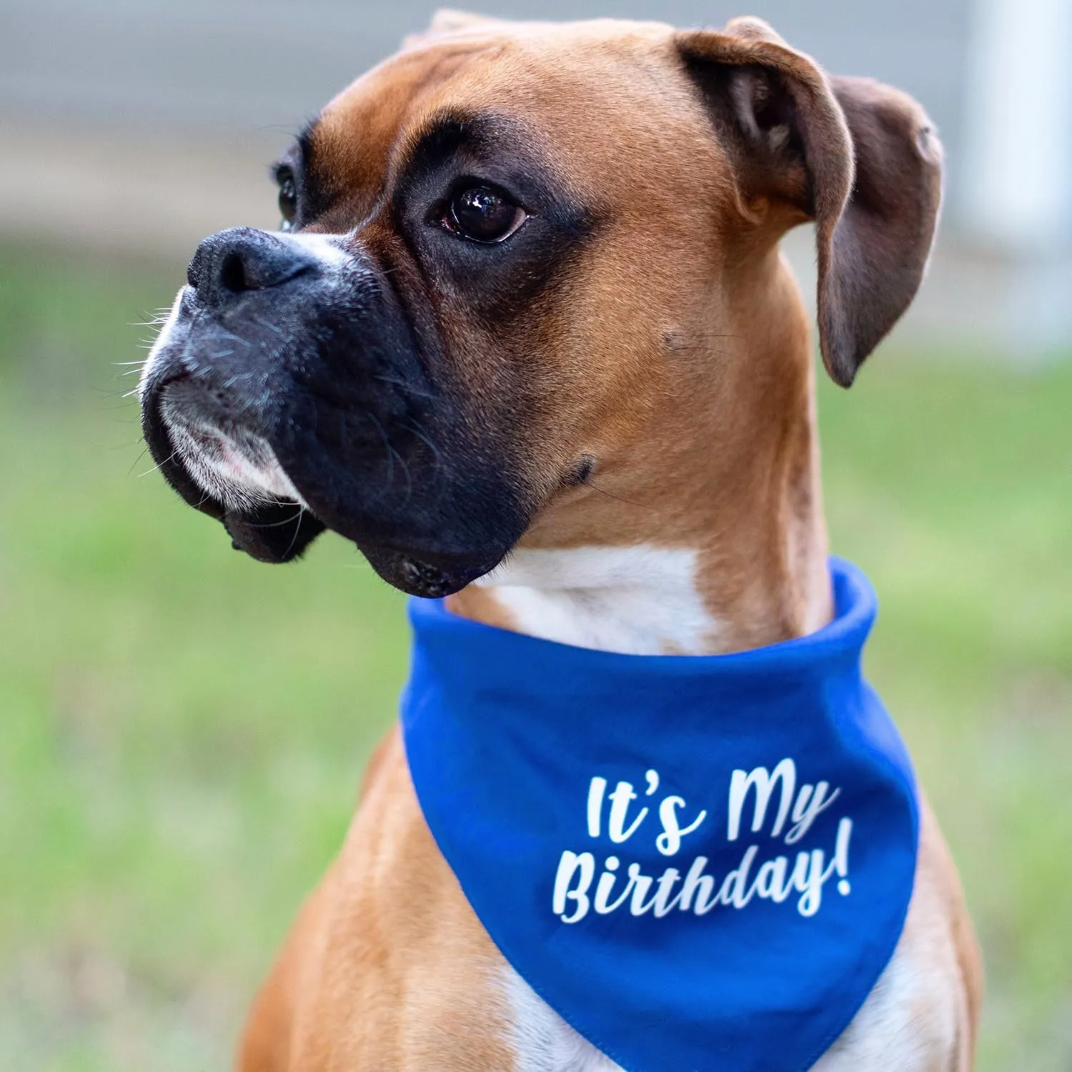 It's My Birthday Dog Bandana | 100% Cotton Tie Dye | Made in USA | Birthday Pawty | Party Theme | Celebration Supplies | Photoshoot Prop | Navy, One Size (60)